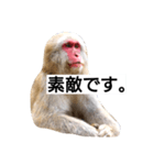 目で物を言う猿 2（個別スタンプ：11）
