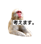 目で物を言う猿 2（個別スタンプ：12）