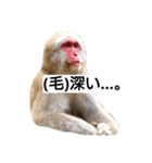 目で物を言う猿 2（個別スタンプ：14）