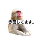 目で物を言う猿 2（個別スタンプ：15）