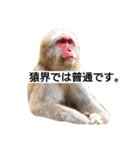 目で物を言う猿 2（個別スタンプ：16）