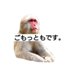 目で物を言う猿 2（個別スタンプ：17）