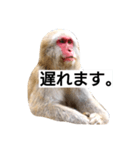 目で物を言う猿 2（個別スタンプ：19）
