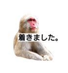 目で物を言う猿 2（個別スタンプ：22）