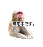 目で物を言う猿 2（個別スタンプ：24）