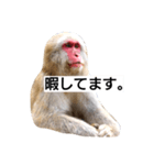 目で物を言う猿 2（個別スタンプ：25）
