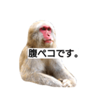 目で物を言う猿 2（個別スタンプ：26）
