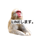 目で物を言う猿 2（個別スタンプ：27）