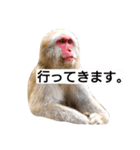 目で物を言う猿 2（個別スタンプ：28）