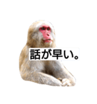 目で物を言う猿 2（個別スタンプ：29）