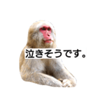 目で物を言う猿 2（個別スタンプ：30）
