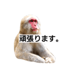 目で物を言う猿 2（個別スタンプ：31）
