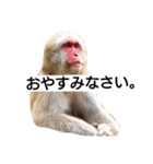 目で物を言う猿 2（個別スタンプ：32）