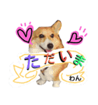 ぶにゃお家族（個別スタンプ：12）