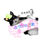 ぶにゃお家族（個別スタンプ：13）