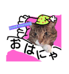 ぶにゃお家族（個別スタンプ：14）