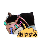 ぶにゃお家族（個別スタンプ：15）