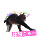 ぶにゃお家族（個別スタンプ：17）