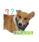 ぶにゃお家族（個別スタンプ：19）