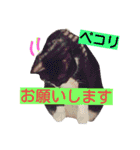 ぶにゃお家族（個別スタンプ：23）