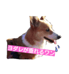 ぶにゃお家族（個別スタンプ：31）