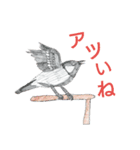 鳥好き少年(ちーくん)の目線（個別スタンプ：13）