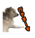 北海道犬リュウくんスタンプ（個別スタンプ：2）