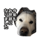 北海道犬リュウくんスタンプ（個別スタンプ：3）