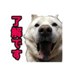 北海道犬リュウくんスタンプ（個別スタンプ：4）