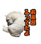 北海道犬リュウくんスタンプ（個別スタンプ：5）