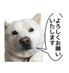 北海道犬リュウくんスタンプ（個別スタンプ：6）