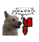 北海道犬リュウくんスタンプ（個別スタンプ：7）