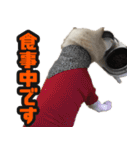 北海道犬リュウくんスタンプ（個別スタンプ：8）