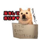 北海道犬リュウくんスタンプ（個別スタンプ：9）