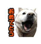 北海道犬リュウくんスタンプ（個別スタンプ：10）