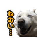 北海道犬リュウくんスタンプ（個別スタンプ：11）