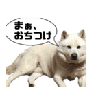 北海道犬リュウくんスタンプ（個別スタンプ：12）