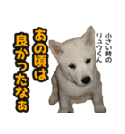 北海道犬リュウくんスタンプ（個別スタンプ：13）