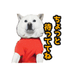 北海道犬リュウくんスタンプ（個別スタンプ：14）