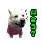 北海道犬リュウくんスタンプ（個別スタンプ：15）