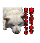 北海道犬リュウくんスタンプ（個別スタンプ：17）