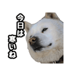 北海道犬リュウくんスタンプ（個別スタンプ：19）