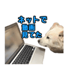 北海道犬リュウくんスタンプ（個別スタンプ：20）