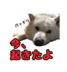北海道犬リュウくんスタンプ（個別スタンプ：21）