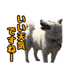 北海道犬リュウくんスタンプ（個別スタンプ：22）