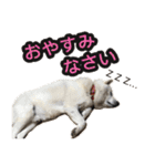 北海道犬リュウくんスタンプ（個別スタンプ：23）