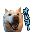 北海道犬リュウくんスタンプ（個別スタンプ：24）