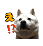 北海道犬リュウくんスタンプ（個別スタンプ：25）
