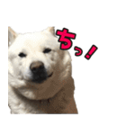 北海道犬リュウくんスタンプ（個別スタンプ：27）