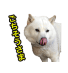北海道犬リュウくんスタンプ（個別スタンプ：28）